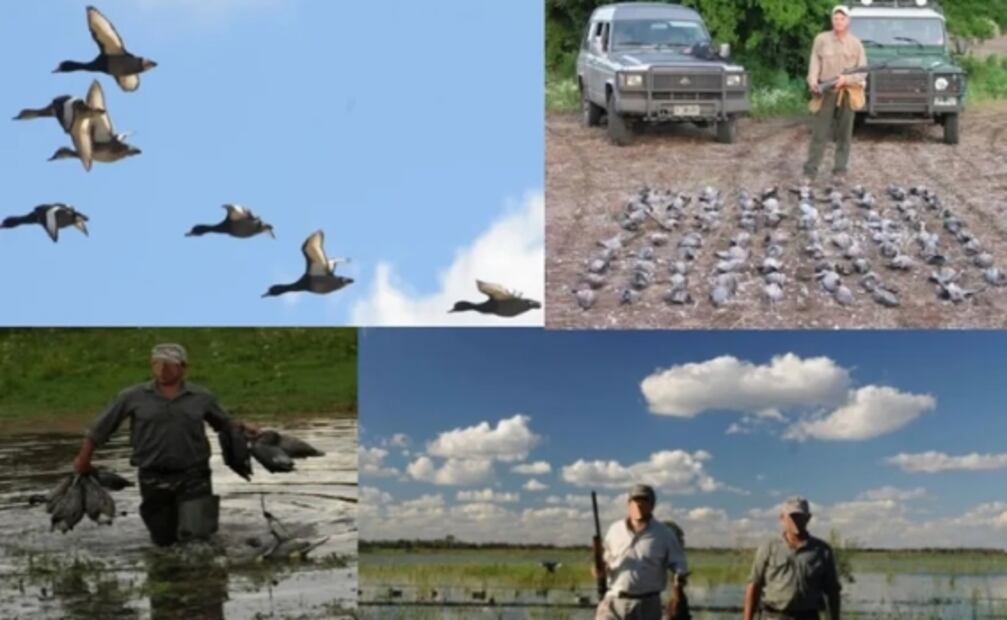 Así es Punta Caballos, el campo donde un búfalo mató a un cazador mexicano en Argentina 