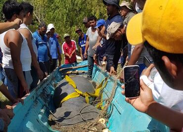 Hallan otro manatí muerto en Tabasco