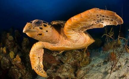 Arribo de sargazo pone en riesgo zona de anidación de tortugas en Akumal, Q. Roo