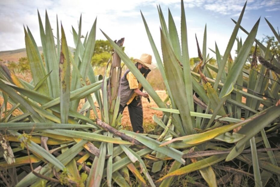 “Pasamos meses sin vender ni un litro de mezcal”