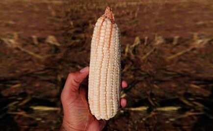 Plan Maíz por México, la iniciativa que busca asegurar el futuro