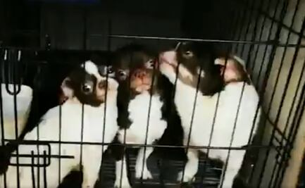 Detienen en España a 5 por cortar cuerdas vocales a perros para que "no ladren" 