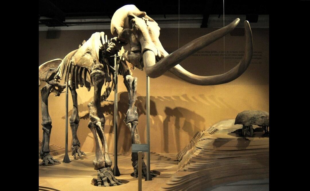 La osamenta original de un mamut columbi de 12 mil años de antigüedad mide más de cuatro metros de altura. Foto: Archivo EL UNIVERSAL