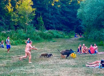 Bañista desnudo persigue a jabalí que le robó su computadora