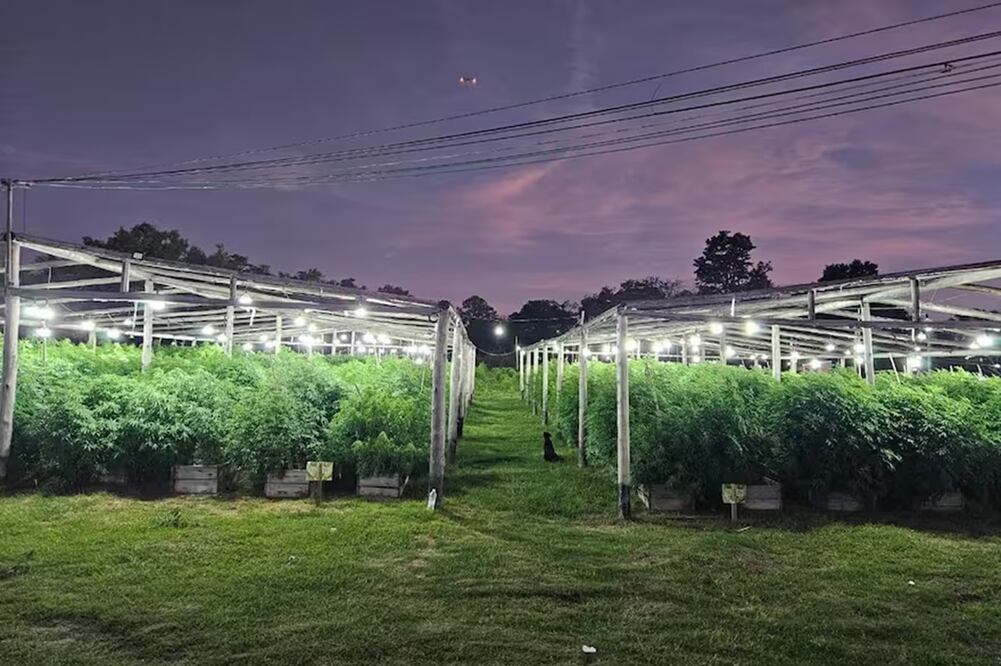 El vivero narco detectado en Rosario, Argentina, del tamaño de ocho canchas de futbol. FOTO: POLICÍA FEDERAL DE ARGENTINA (PFA)