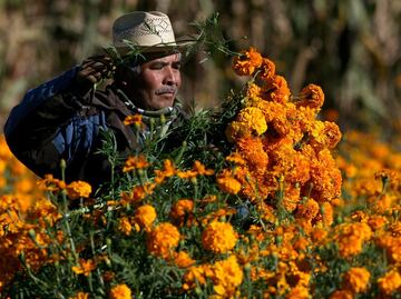 El cempasúchil, la flor de raíces prehispánicas
