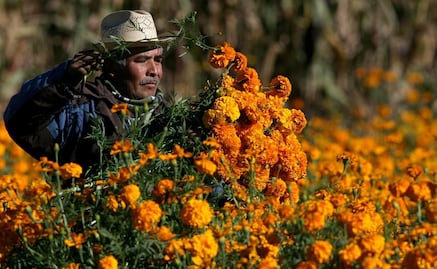 El cempasúchil, la flor de raíces prehispánicas