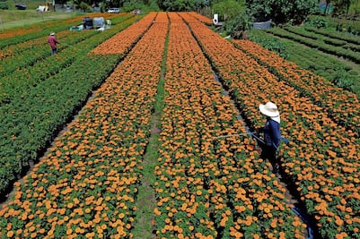 Cempasúchil: “ni china ni transgénica”
