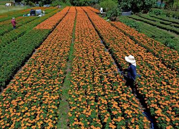 Cempasúchil: “ni china ni transgénica”