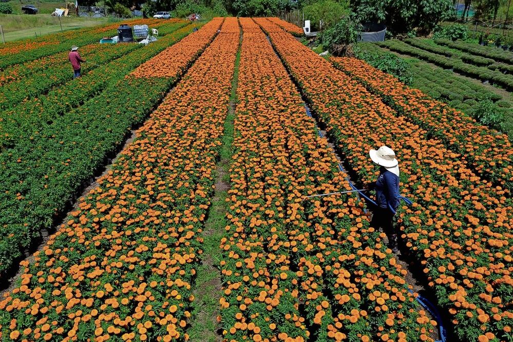Cempasúchil: “ni china ni transgénica”