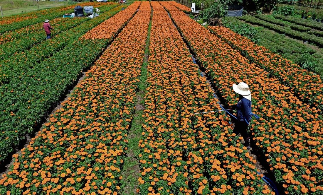 Cempasúchil: “ni china ni transgénica”