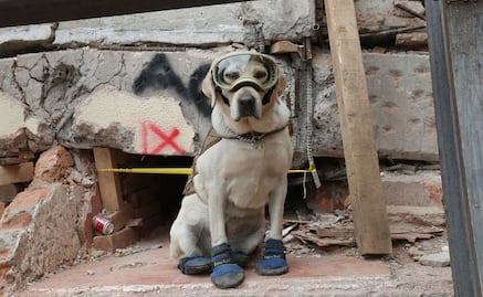 Frida, la perrita heroína de México que salvó 12 vidas en nueve años como rescatista