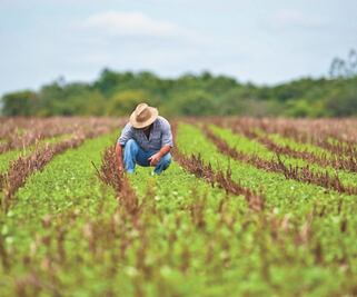 Fertilizantes y seguridad alimentaria
