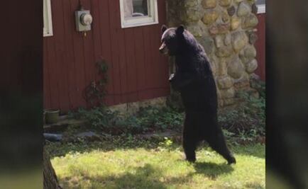 Conoce a "Pedals", el oso que camina en dos patas