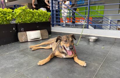 VIDEO: Amarran y abandonan a perrito en plaza de la colonia Del Valle; autoridades lo rescatan tras denuncia