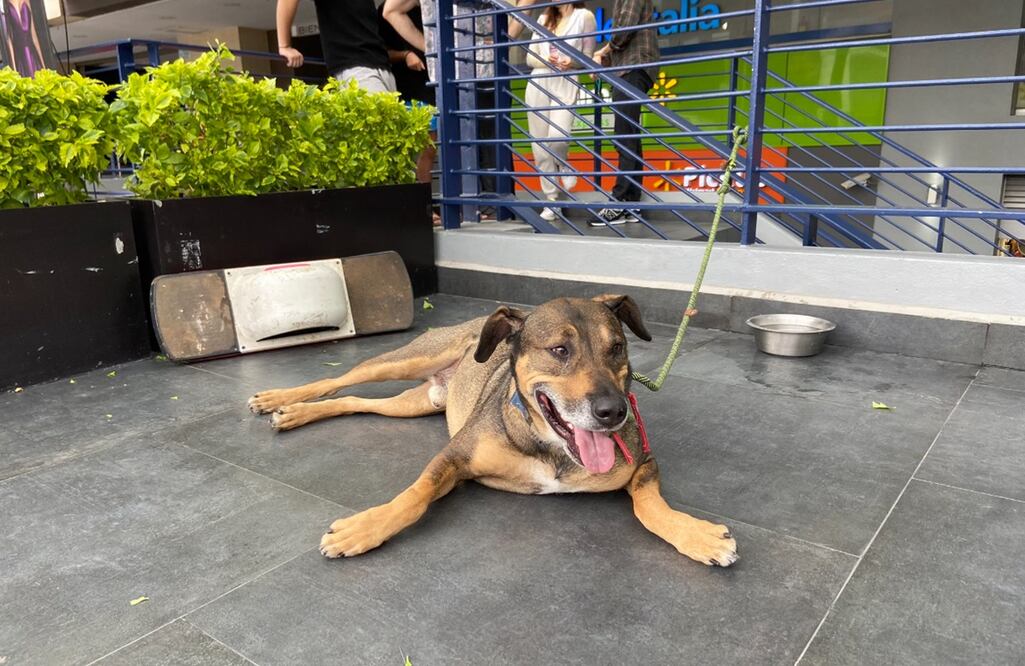 FOTO: tomada de Twitter @supercivicosmx / EL UNIVERSAL/