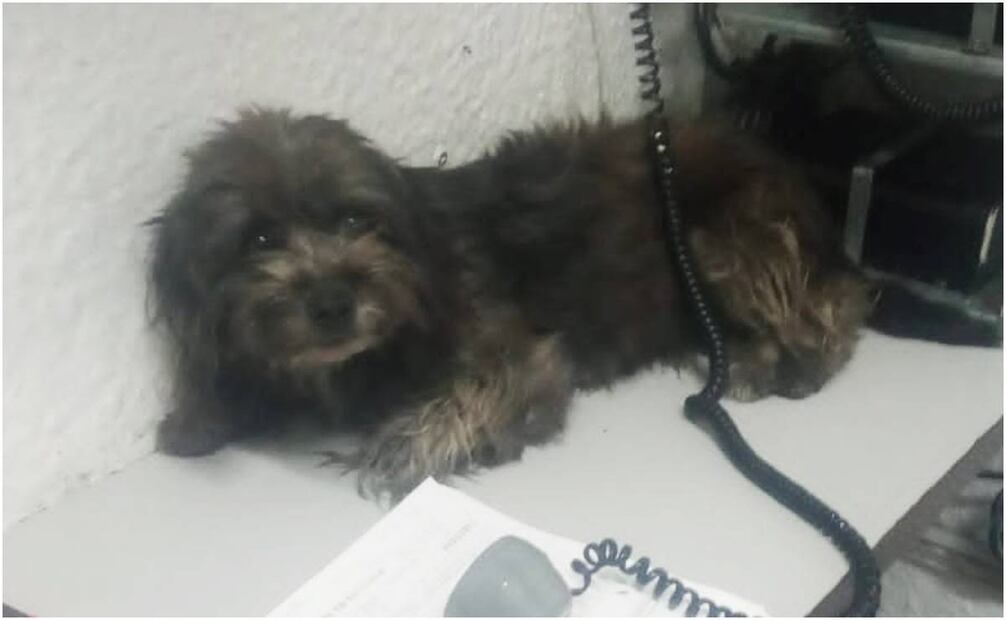 Rescatan a perrito de las vías del Metro Allende. Foto: @MetroCDMX