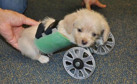 Crean silla de ruedas para perro en impresora 3D