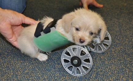 Crean silla de ruedas para perro en impresora 3D