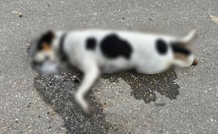 Reportan nuevo envenenamiento de animales en Yucatán