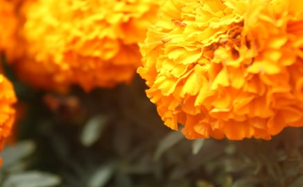 La leyenda de la flor de cempasúchil que debes conocer