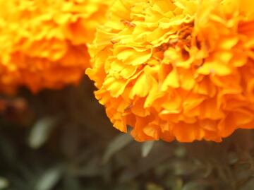 La leyenda de la flor de cempasúchil que debes conocer