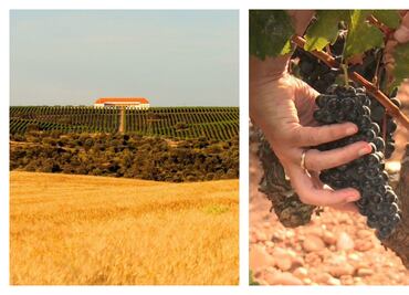 Grandes vinos de grandes pagos