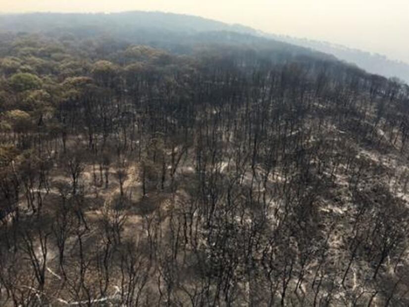 Por incendios intencionales, piden veda inmobiliaria en Zapopan