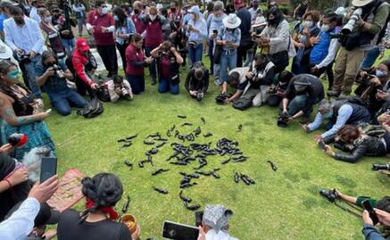 Brugada explica liberación de ajolotes en canales de Xochimilco ante críticas de maltrato animal