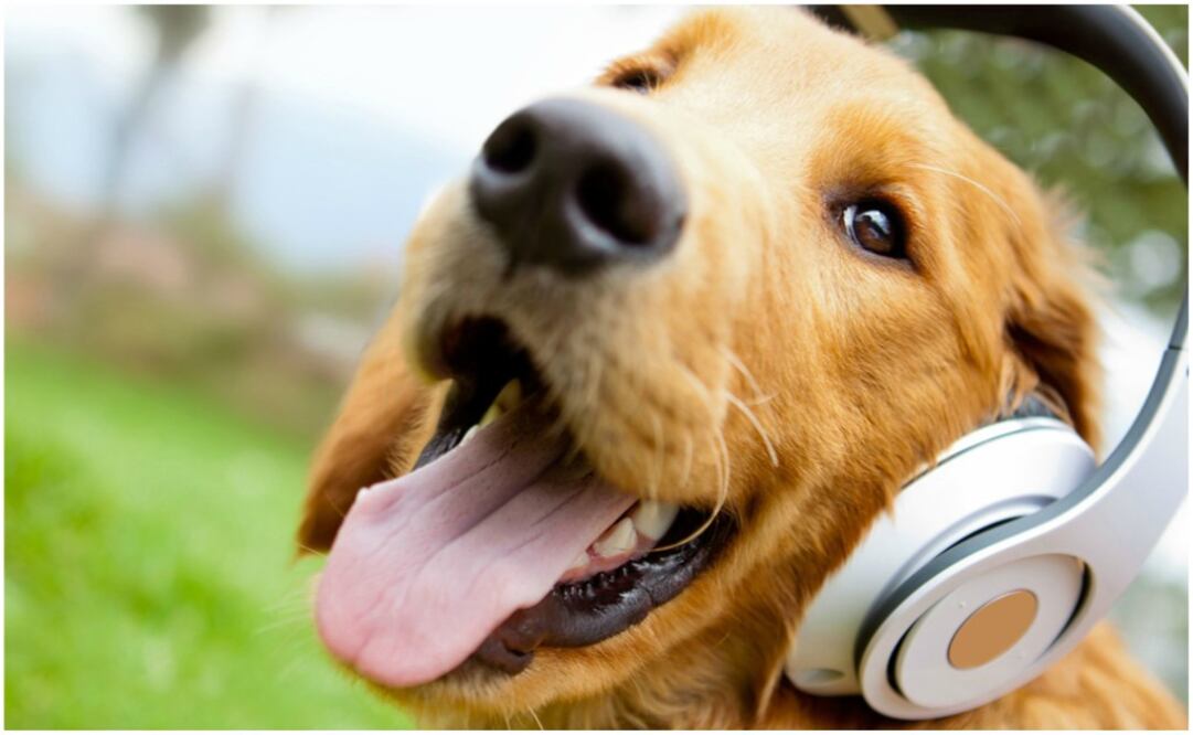 Perros, gatos y todo tipo de mascotas enamoran y enloquecen a los Internautas