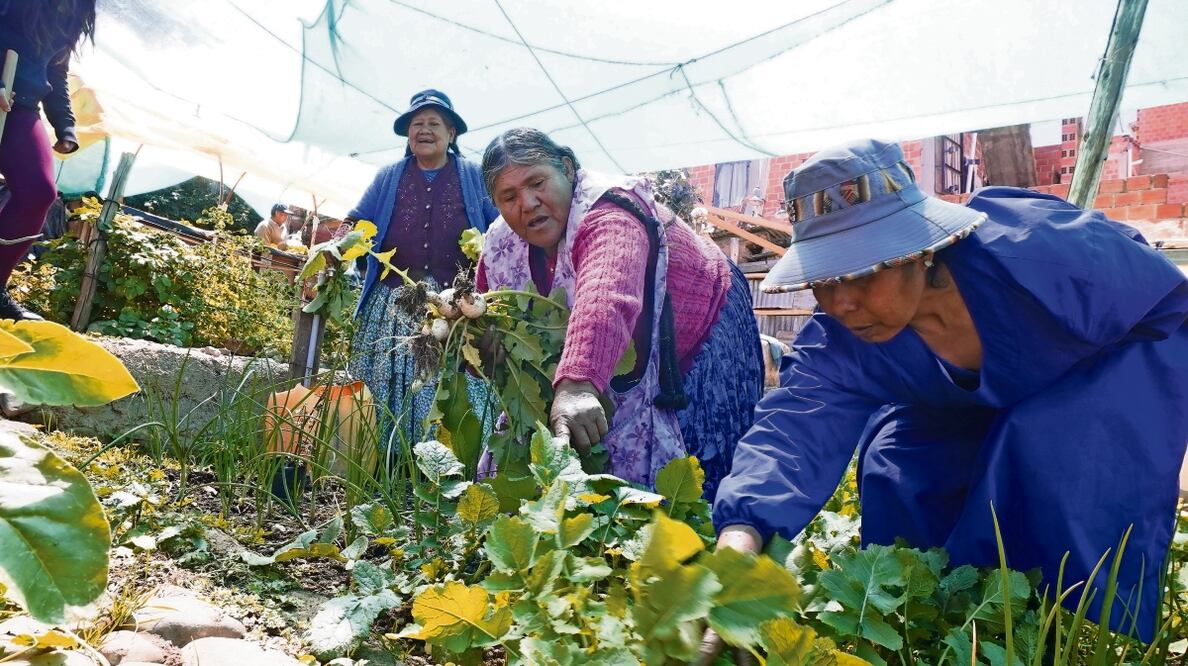 Mujeres aimaras cosechan algunos de los productos que cultivan en el huerto urbano “Awicha”, un oasis para adultos mayores que con su experiencia aportan a sus familias en Bolivia. Foto: Javier Mamani / EFE