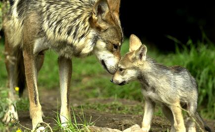8 Mexican wolf cubs are born in Mexico City