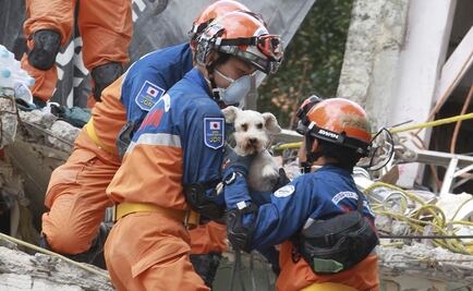 Sismo deja saldo de 193 mascotas lesionadas