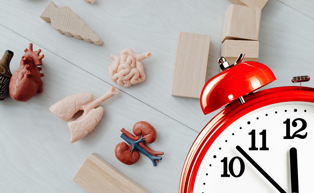 Conoce la edad biológica de tu cuerpo con este sencillo ejercicio. Foto: Pixabay