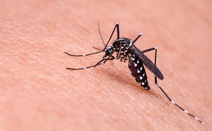 ¿Qué es la malaria y cómo reconocer sus síntomas?