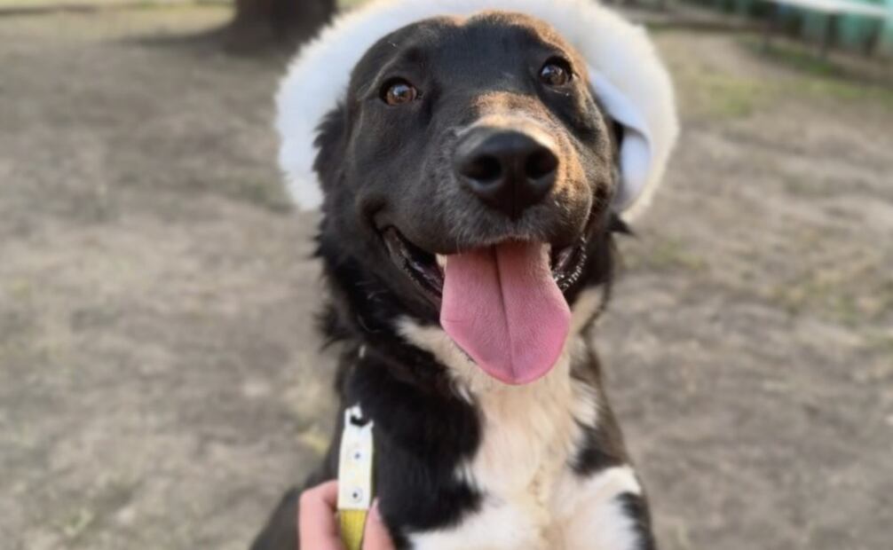 Perritos rescatados del Metro ayudan a los Reyes Magos a recibir cartas (04/12/2025). Foto: Especial