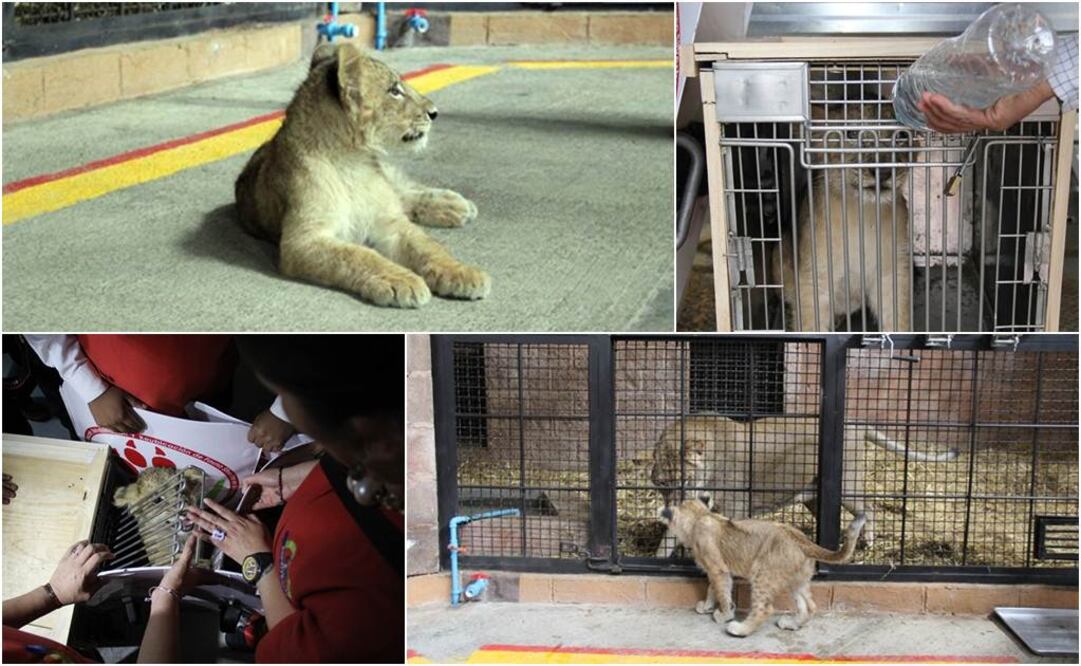 Leonardo, un león de tres meses de vida, partirá de territorio nacional al vecino país del norte en el transcurso de las próximas horas por la vía aérea. (Foto: Especial)