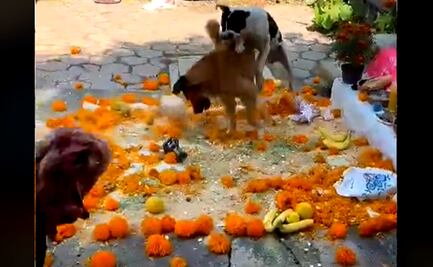 VIDEO. Perritos pelean y destrozan ofrenda de Día de Muertos en Morelos; se viraliza en TikTok