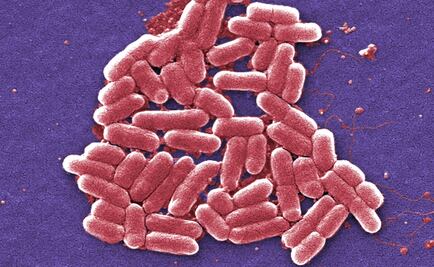 Científicos rusos hacen luchar a las bacterias entre sí