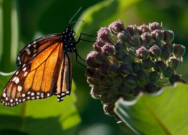¿Por qué una nueva orden de Trump amenaza a las mariposas monarca?