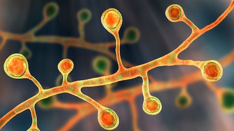 La invasión de los hongos