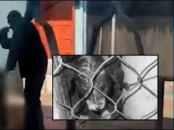 Por maltrato animal en CDMX, un agresor podría ir hasta 10 años a la cárcel