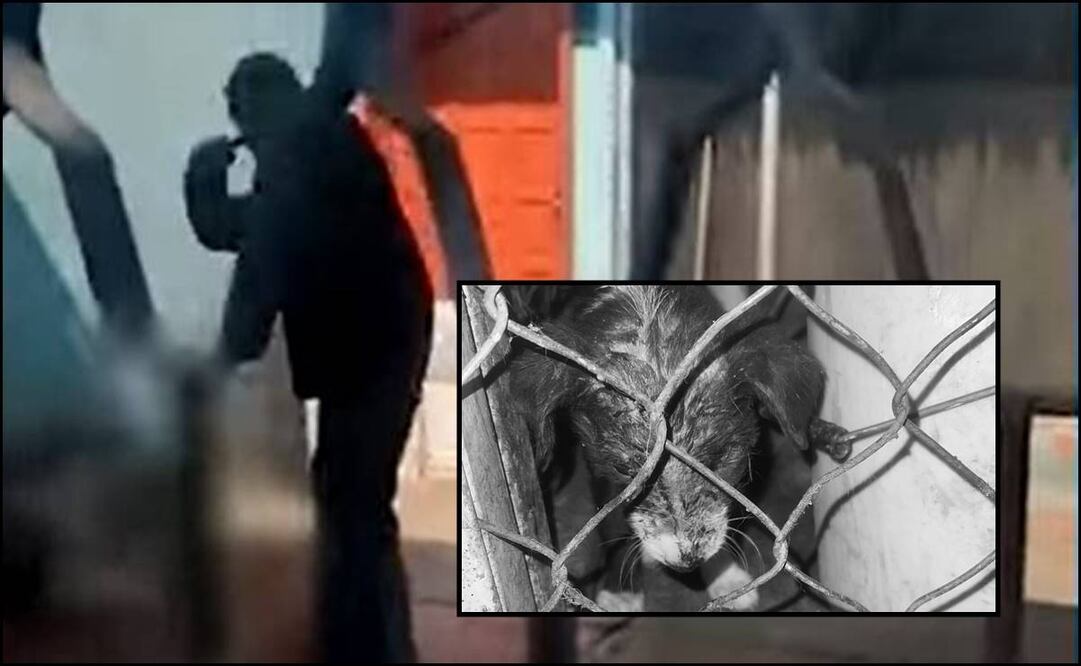 Maltrato animal. Foto: EL UNIVERSAL