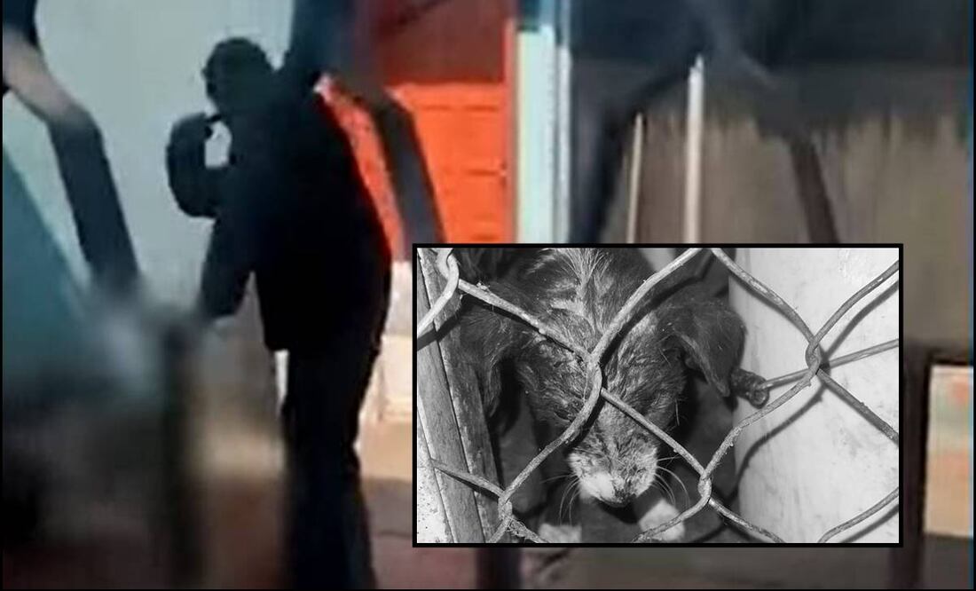 Maltrato animal. Foto: EL UNIVERSAL