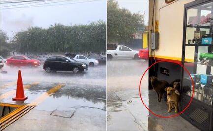VIDEO: Elogian a taller mecánico por resguardar a perritos tras intensa lluvia en Edomex