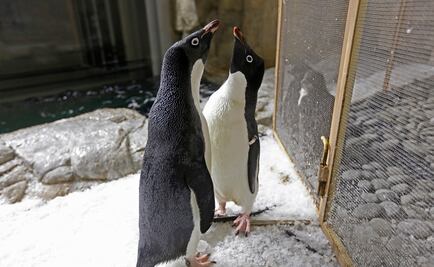 Nacen dos pingüinos de Adelia en zoológico de Guadalajara