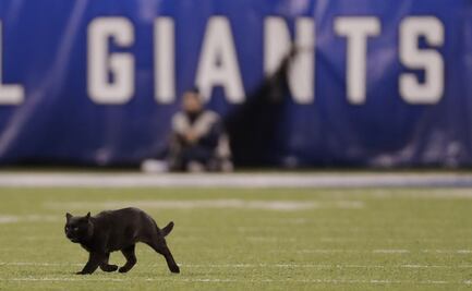 Gato negro irrumpe en el Cowboys vs. Giants