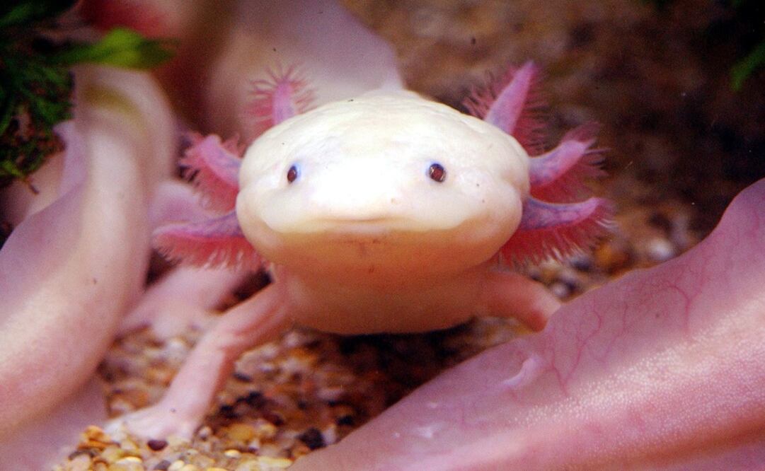 A rare albinism-type Mexican Axolotl – Photo: Sam YEH/AFP