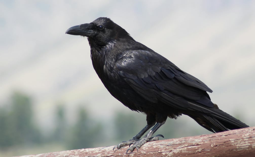 Son capaces de mostrar empatía a su misma especie en situaciones complicadas. Foto: Canva