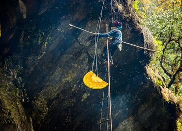 Conoce la miel alucinógena de Nepal